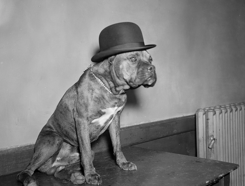 Illustration for article titled Even In The 1900s, Humans Were Obsessed With Photos Of Dogs In Clothes